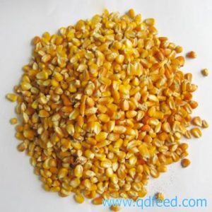 Bắp Hạt Argentina