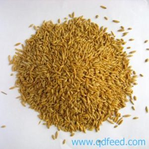 Lúa Mì dùng cho gia súc (Nga/Ukraine)