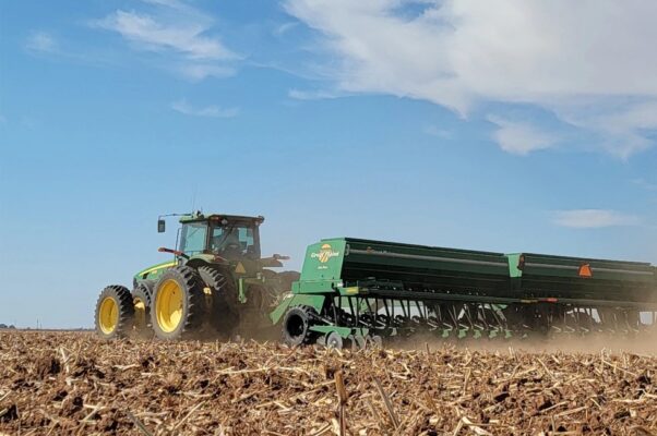 wheat planting