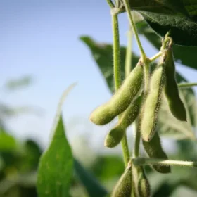 soybean