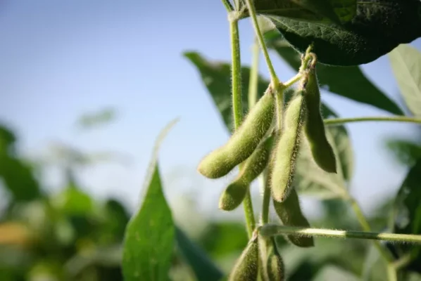 soybean