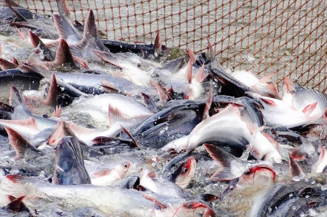 Mỹ báo tin vui cho một mặt hàng chủ lực của Việt Nam - Ảnh 1. Mỹ báo tin vui cho một mặt hàng chủ lực của Việt Nam - Ảnh 1.