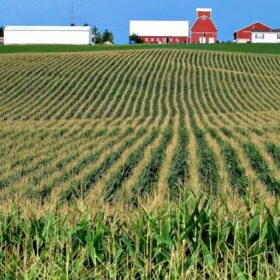 corn field