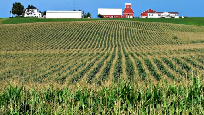 corn field