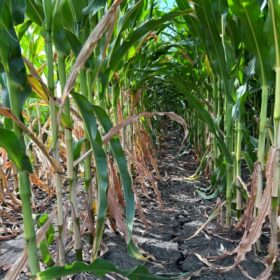 corn field