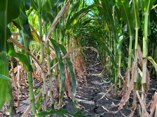 corn field