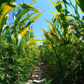 corn field