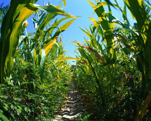 corn field