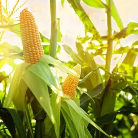 corn field