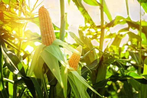 corn field