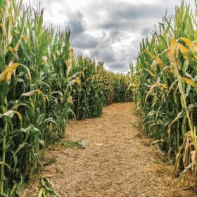 corn field