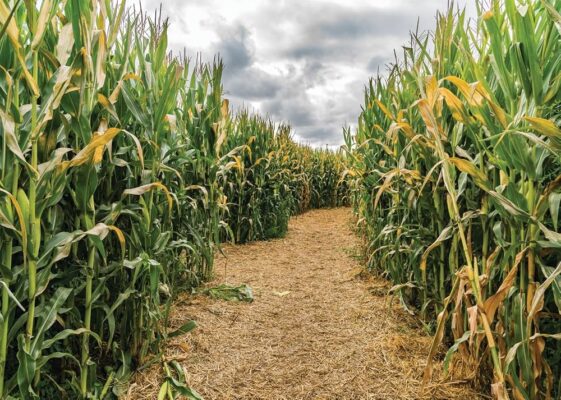 corn field