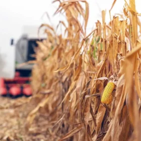 corn